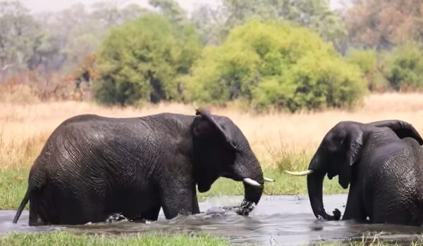 The Best Time Of Year To Visit Africa For Safaris