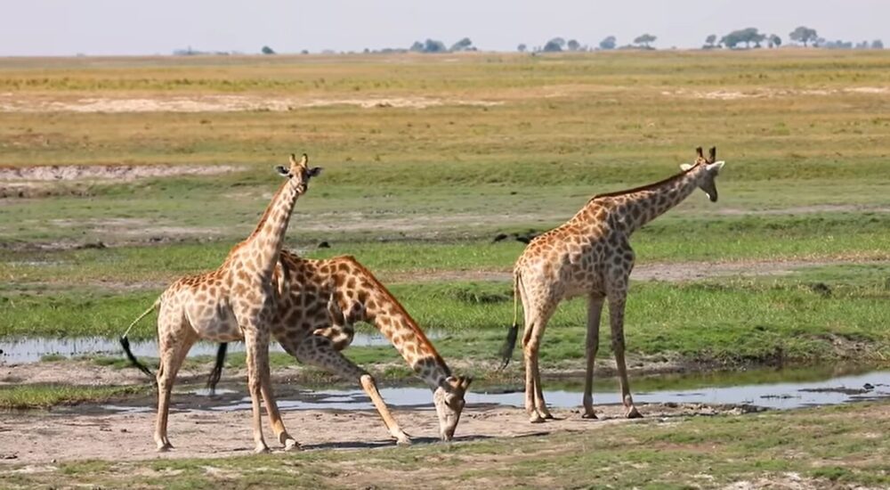 The Future Of African Safaris