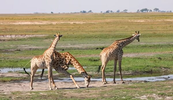 The Future Of African Safaris