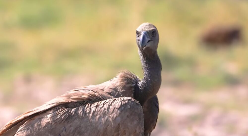 African Safari Adventures For Birdwatchers
