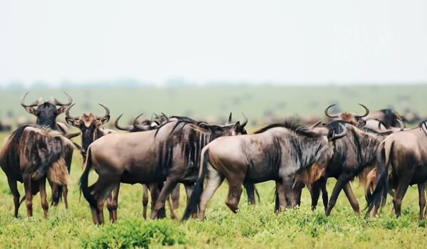African Safari Wildlife Migration Experiences