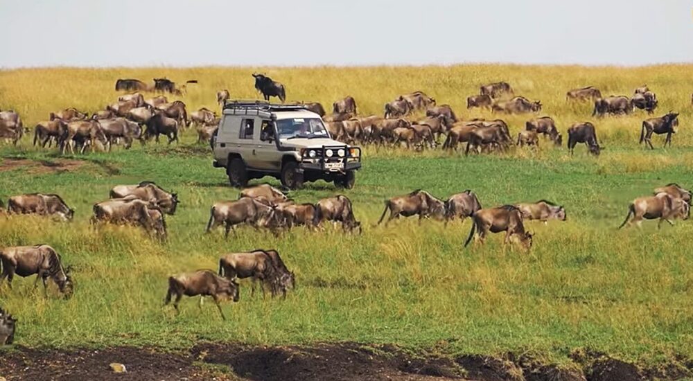African Safari Destinations With The Best Predator Sightings