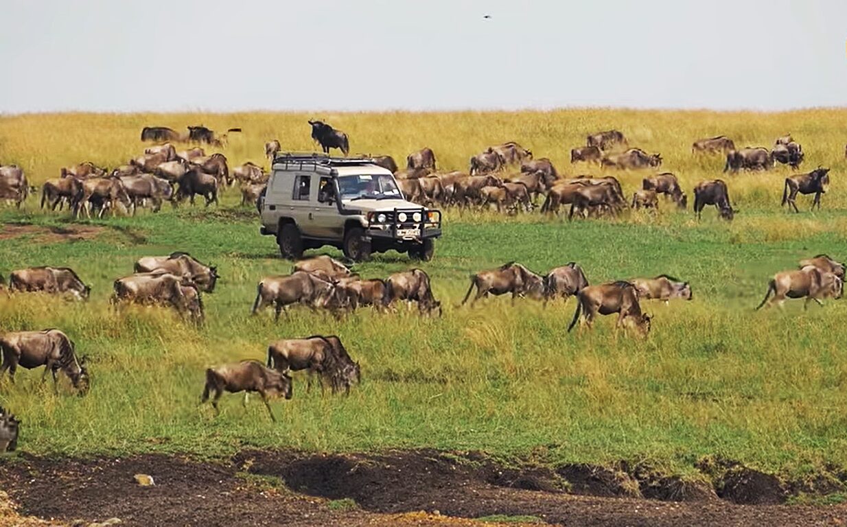 African Safari Destinations with the Best Predator Sightings