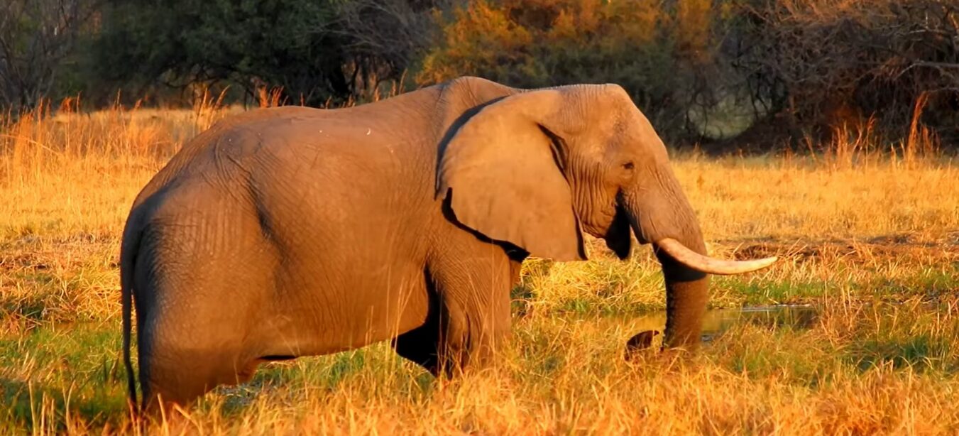 Top Wildlife You Can See on African Safaris