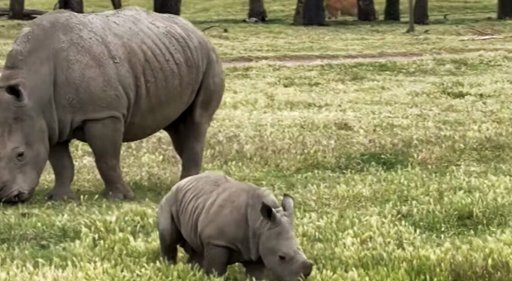 Top Wildlife You Can See On African Safaris