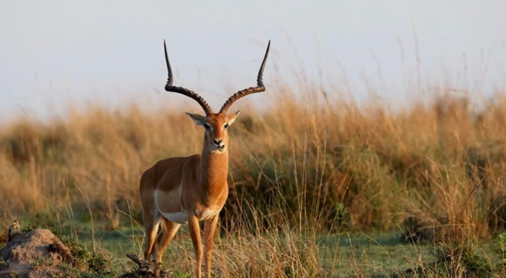 African Safari Itinerary Ideas For 14 Days