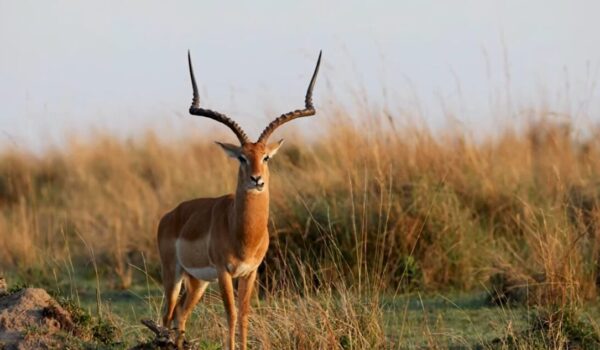 African Safari Itinerary Ideas For 14 Days