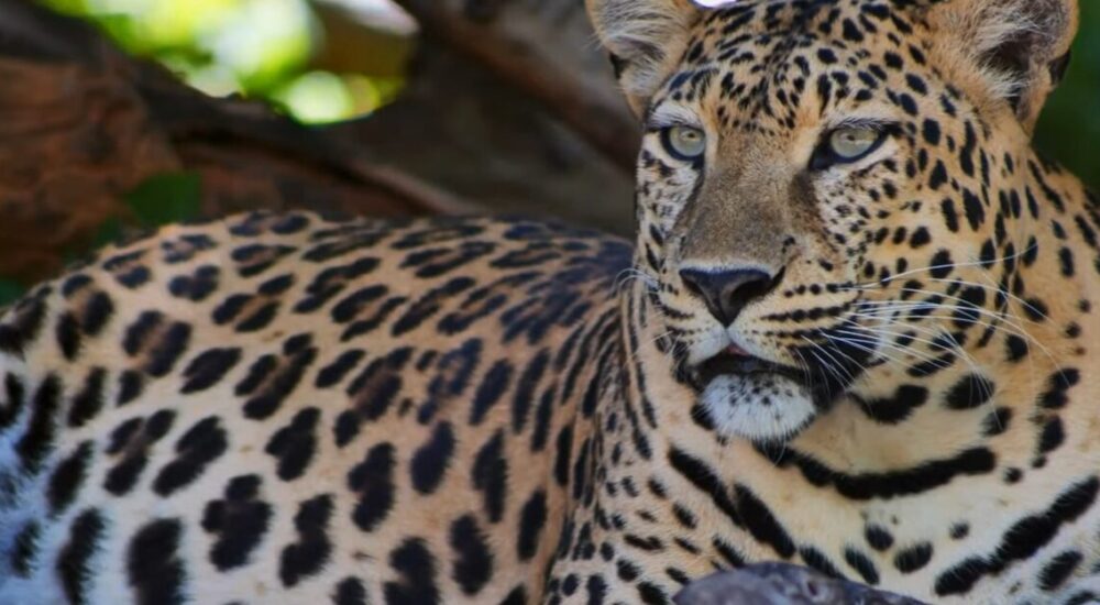 African Safari Planning Mistakes To Avoid.