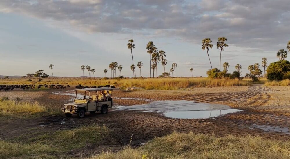 African Safari Tours Vs Self-Drive Safaris