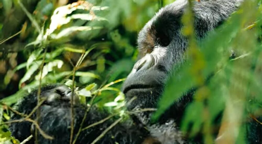 Gorilla Trekking Travel Stories From Travelers