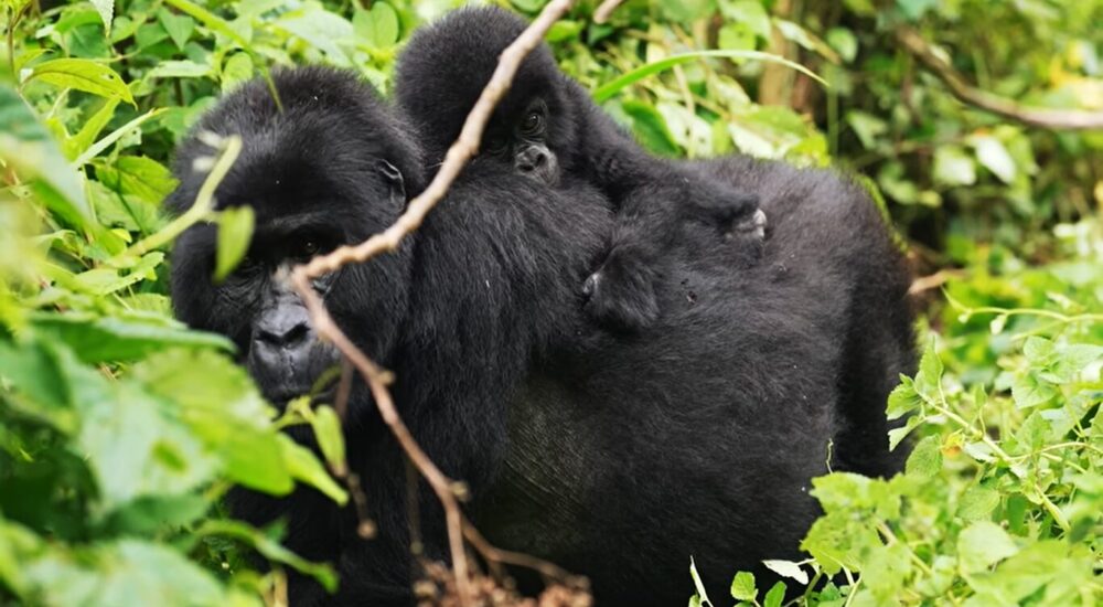 Gorilla Gestation Period