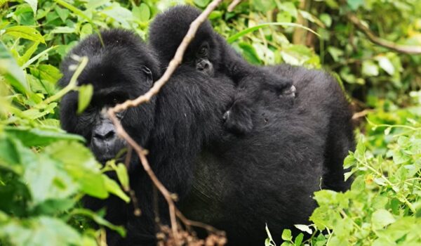 Gorilla Gestation Period