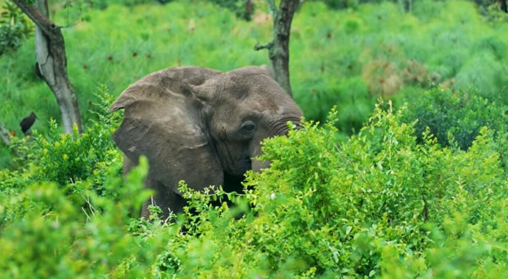 Luxury African Safaris Worth Every Dollar