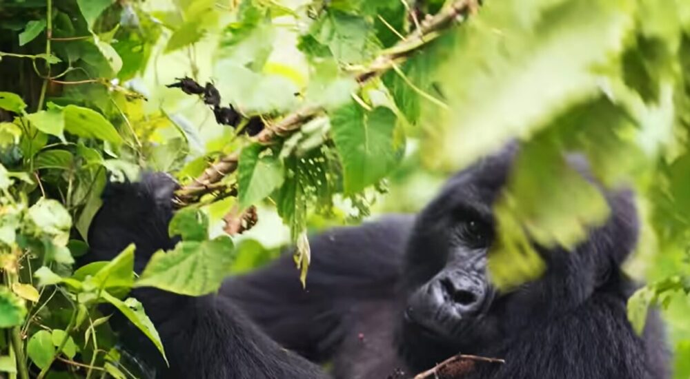 Gorilla Trekking Rwanda Travel Insights 2026