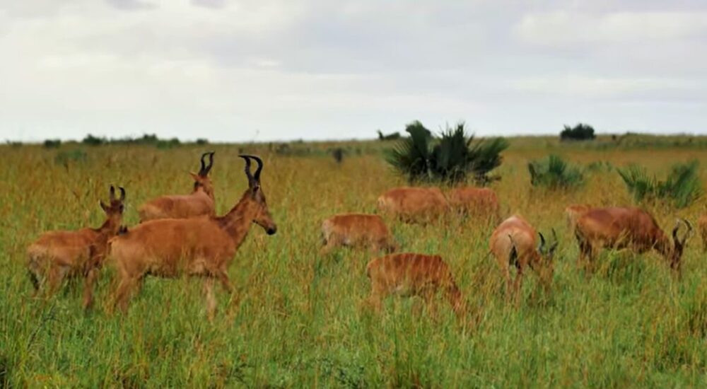 The Most Scenic Landscapes You Will See On An African Safari