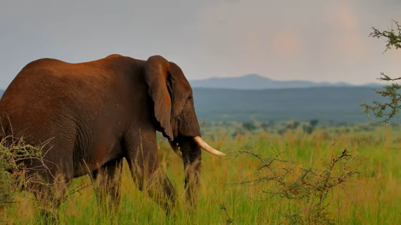 The Magic of African Safaris: A Complete Travel Guide