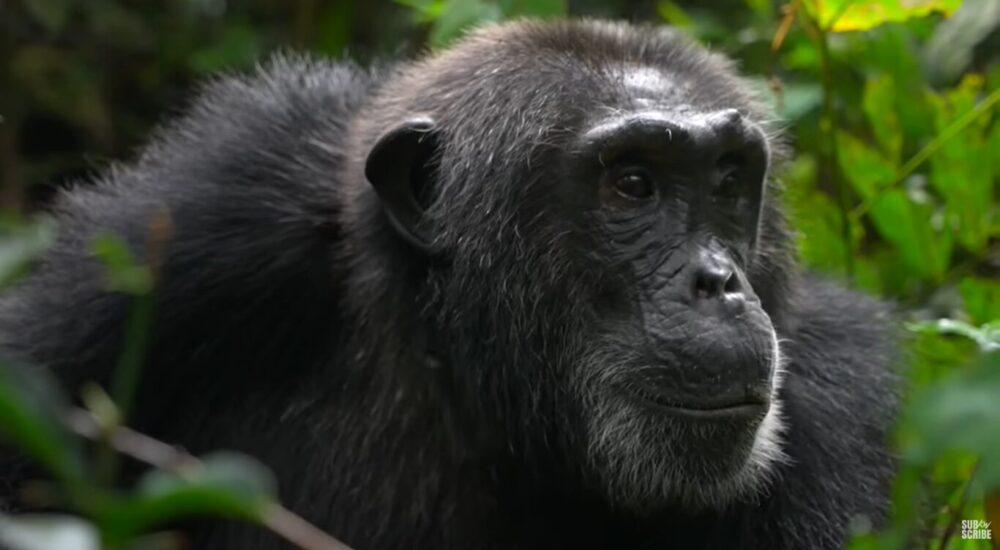 UWA Confirms Chimpanzee Population In Bwindi 2026