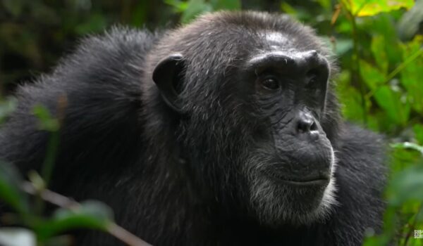 UWA Confirms Chimpanzee Population In Bwindi 2026
