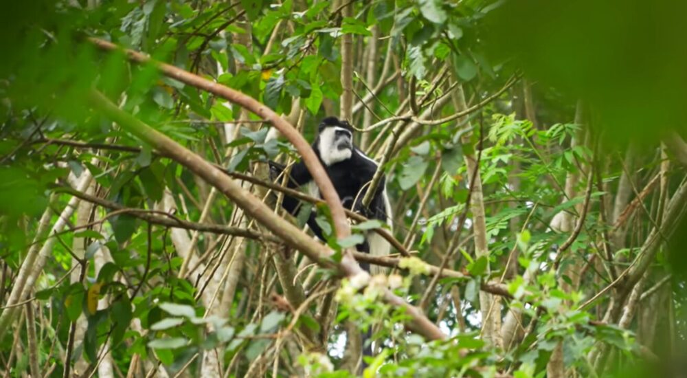 African Safari Bucket List Adventures You Must Experience 2026