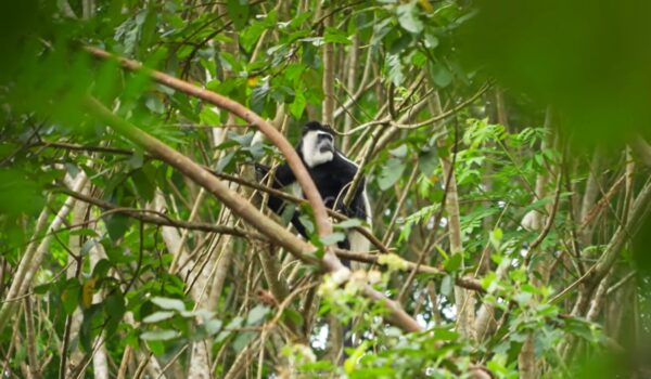 African Safari Bucket List Adventures You Must Experience 2026