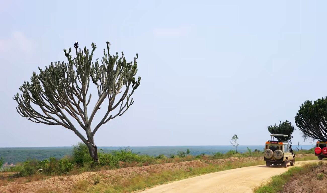 African Safaris for Beginners 2026: Everything You Need to Know