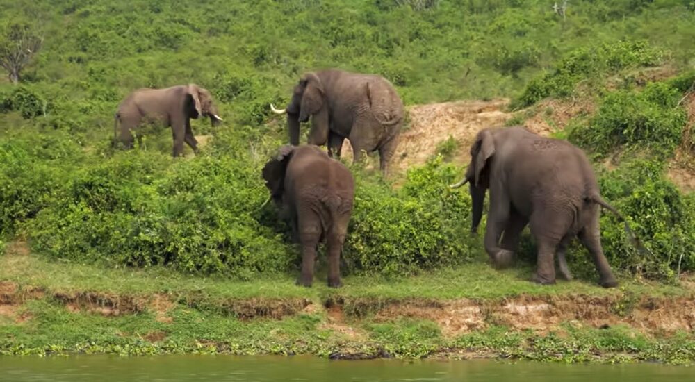 Top Reasons Africa Should Be Your Next Safari Destination