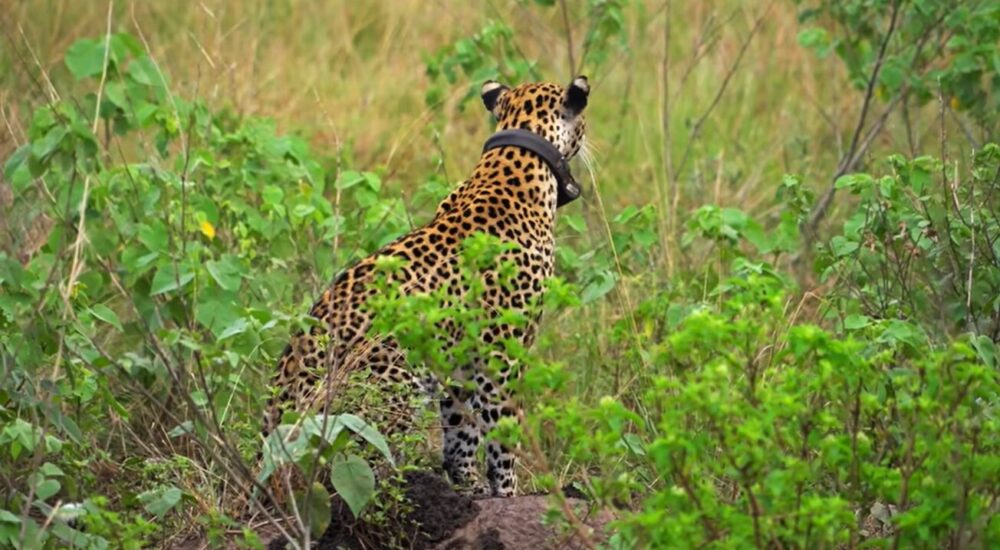 Why African Safaris Are Still The World’s Greatest Wildlife Experience