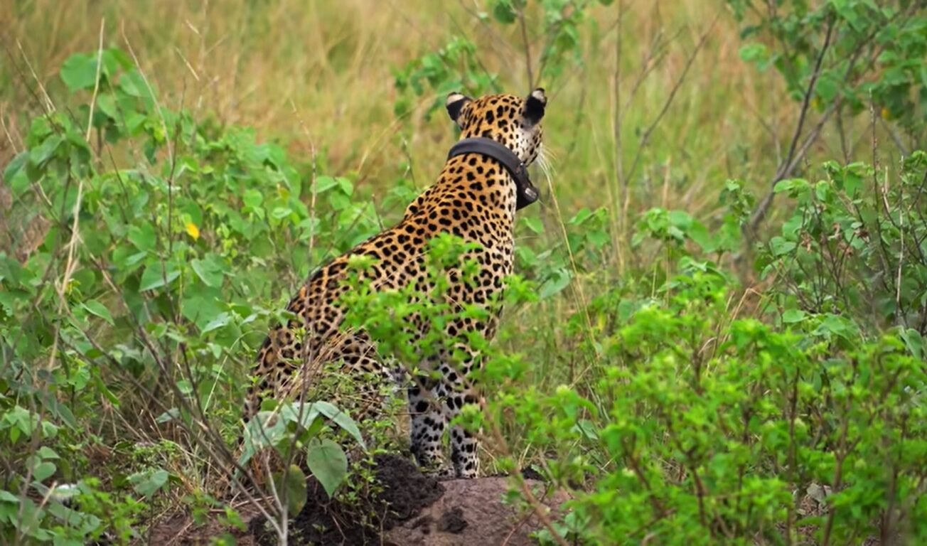 Why African Safaris Are Still the World’s Greatest Wildlife Experience