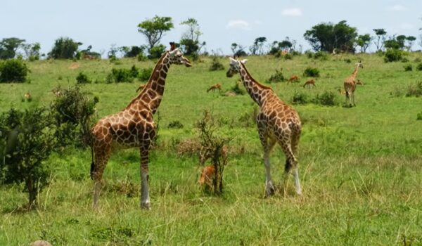 The Ultimate Guide To African Safaris For First-Time Travelers 2026