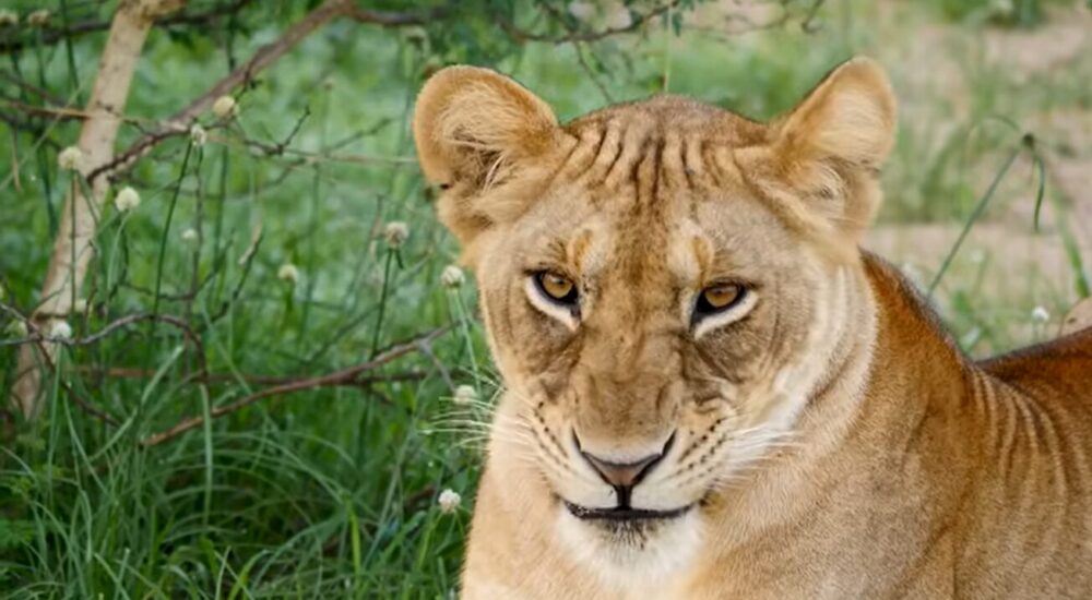 African Safari Destinations With The Highest Wildlife Density