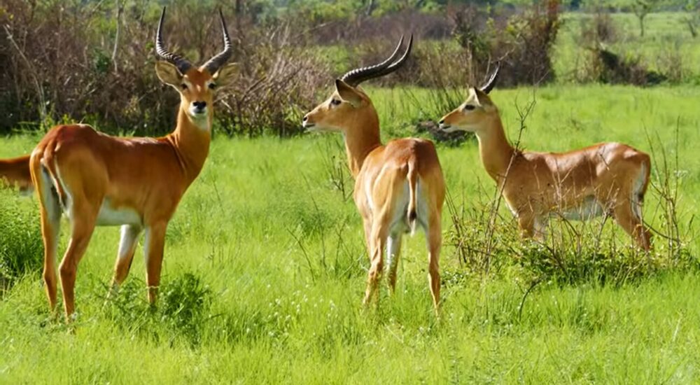 Affordable African Safaris For Budget Travelers 2026