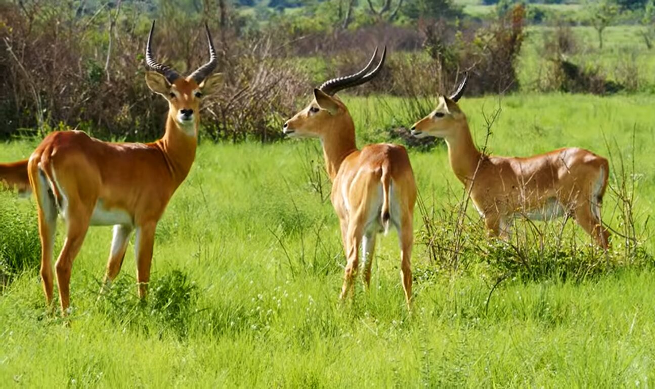 Affordable African Safaris for Budget Travelers 2026