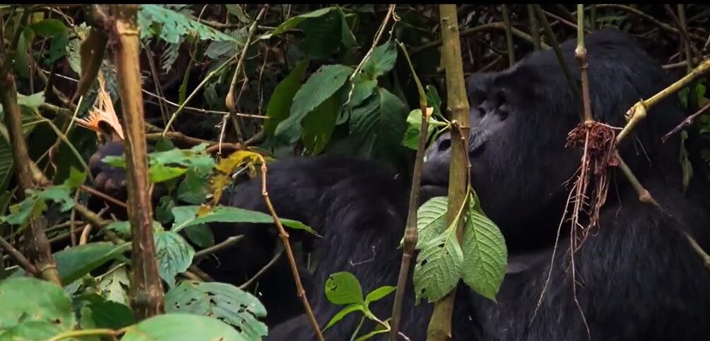 African Safari Experiences That Go Beyond Game Drives