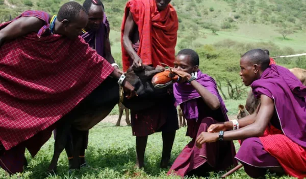 Maasai Culture