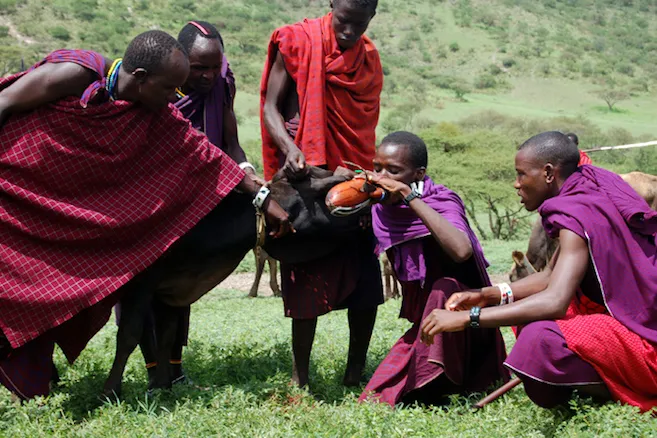 Maasai Culture