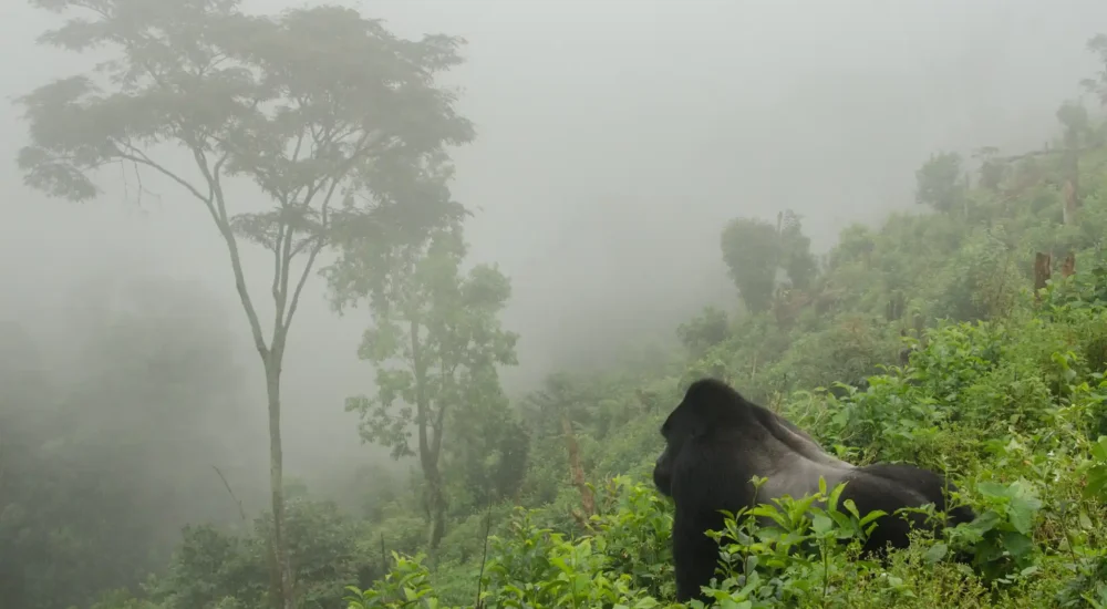 Exclusive Private Gorilla Trekking Experiences In Rwanda