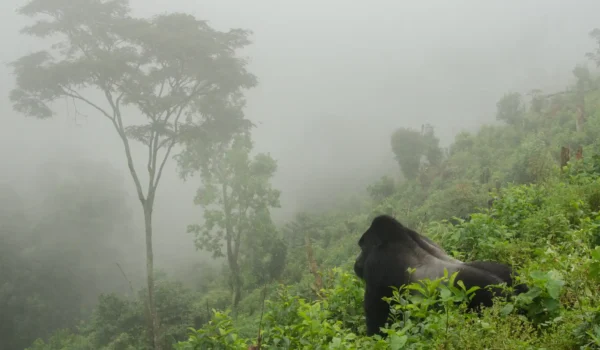 Exclusive Private Gorilla Trekking Experiences In Rwanda