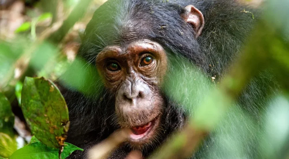 $200 Low Season Discounted Uganda Chimpanzee Permits | Monumental Expeditions And Safaris