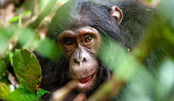 $200 Low Season Discounted Uganda Chimpanzee Permits | Monumental Expeditions And Safaris