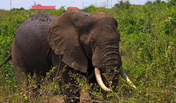 Wildlife Safari In Uganda From Europe