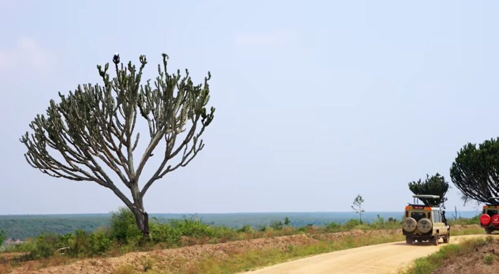 Game Drive Safaris In East Africa From USA