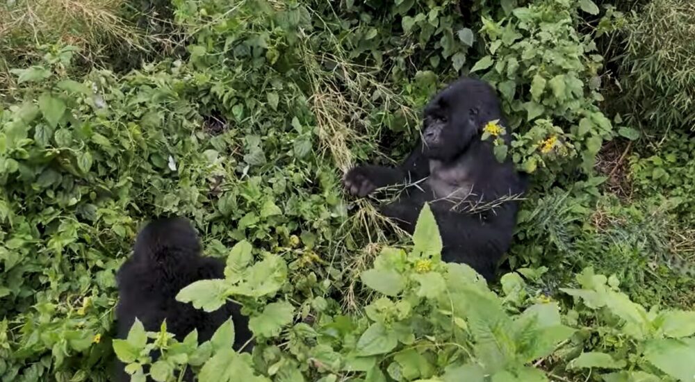 How To Travel From Dubai To See Mountain Gorillas | Monumental Expeditions And Safaris