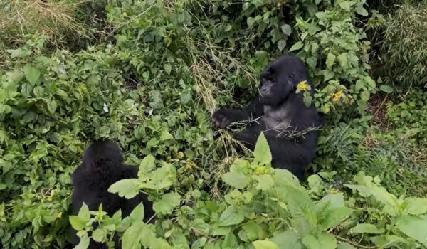 How To Travel From Dubai To See Mountain Gorillas | Monumental Expeditions And Safaris