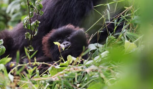 5 Day Rwanda Gorilla Safari From UAE | Monumental Expeditions And Safaris