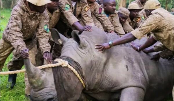 UWA Has Commenced Return Of Rhinos To Kidepo Valley National Park | Monumental Expeditions And Safaris