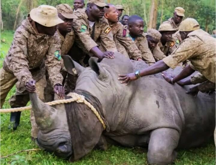 UWA Has Commenced Return Of Rhinos To Kidepo Valley National Park | Monumental Expeditions And Safaris