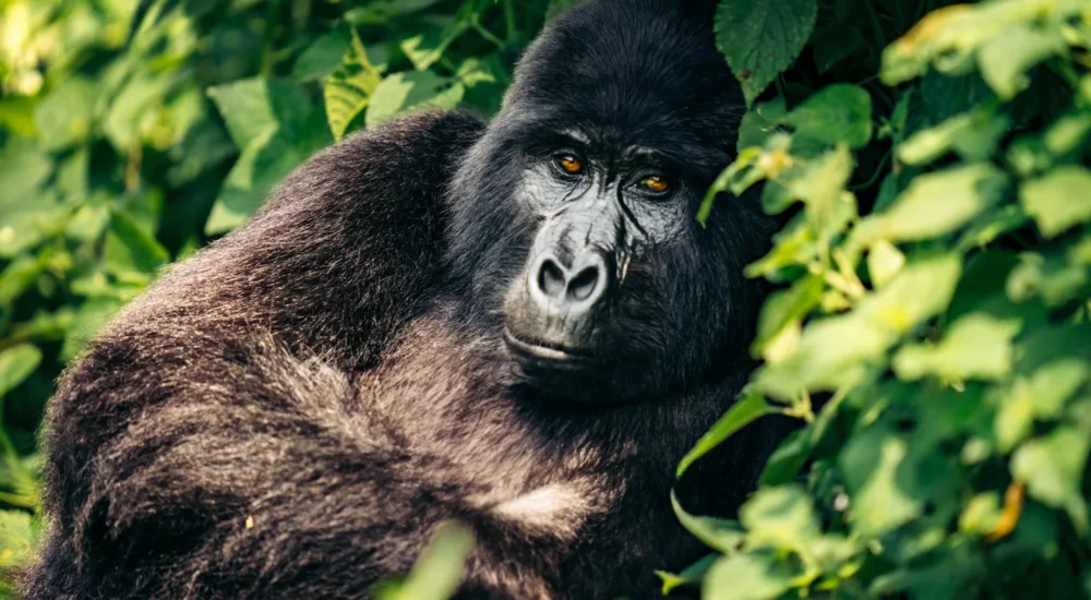 Uganda Gorilla Safari From Dubai