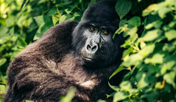 Uganda Gorilla Safari From Dubai