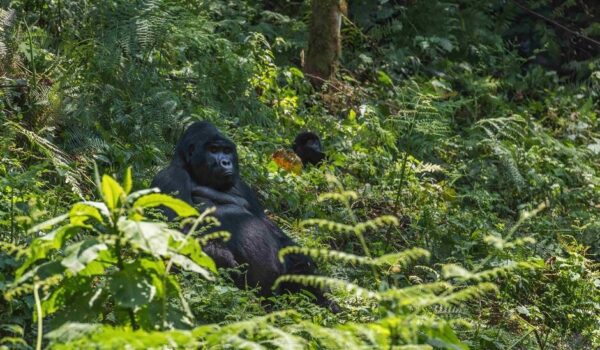 Gorilla Trekking Rwanda From Dubai