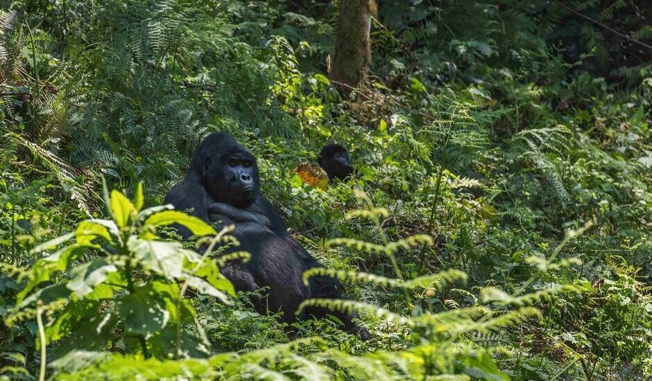 Gorilla Trekking Rwanda From Dubai